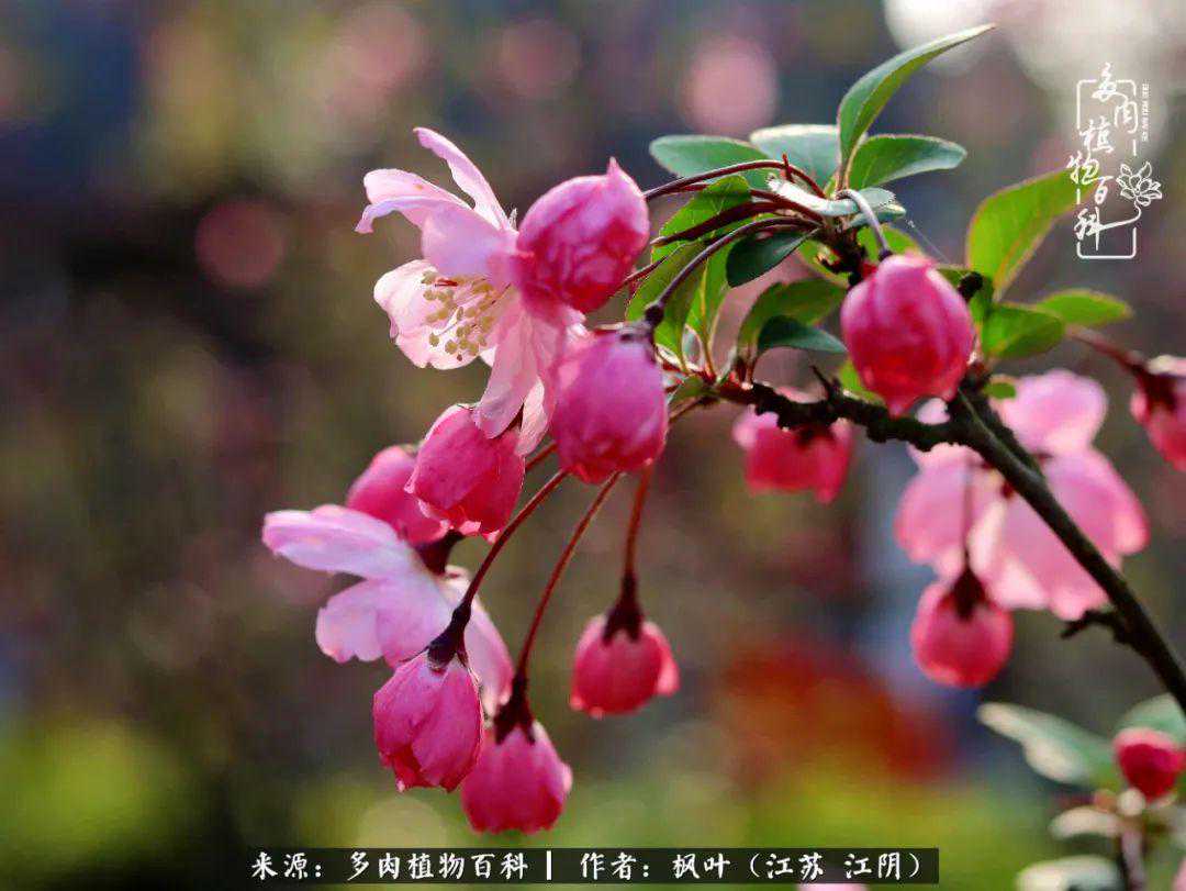 春有约，花不误，多肉与春天有个约会