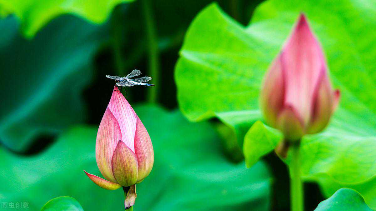 心中有光，10首蕴含“照”字的古诗，让梦想照进现实
