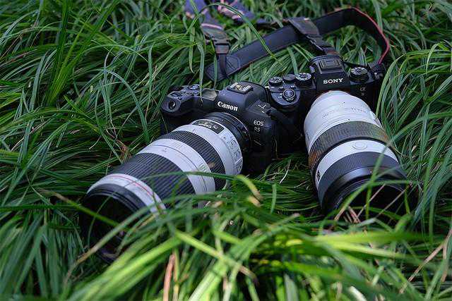 巅峰对决！EOS R5、A9 II谁是生态摄影利器