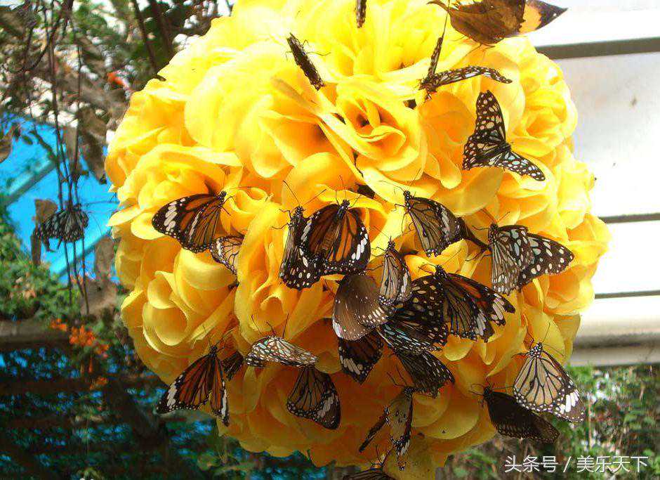 秒拍中国奇观《蝴蝶树》