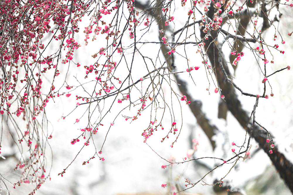 摄影：“踏雪寻梅、拍梅”要注意的几个问题