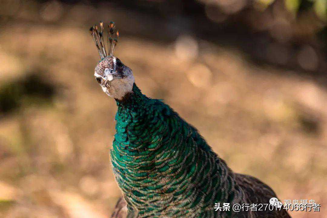 2023年我的观鸟摄鸟（上）