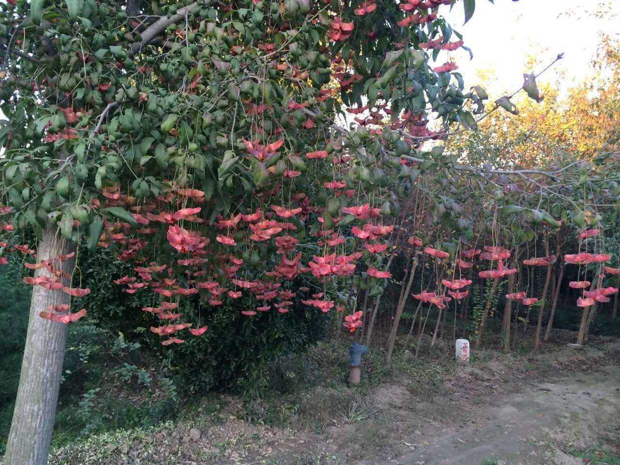 猎奇养花丨公园种了一棵蝴蝶树，名字高端大气，养成盆景做摇钱树