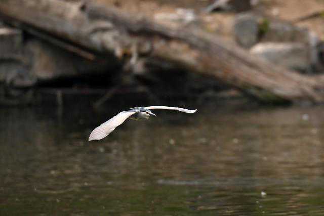 售价七万元 尼康120-300mm F2.8大炮体验