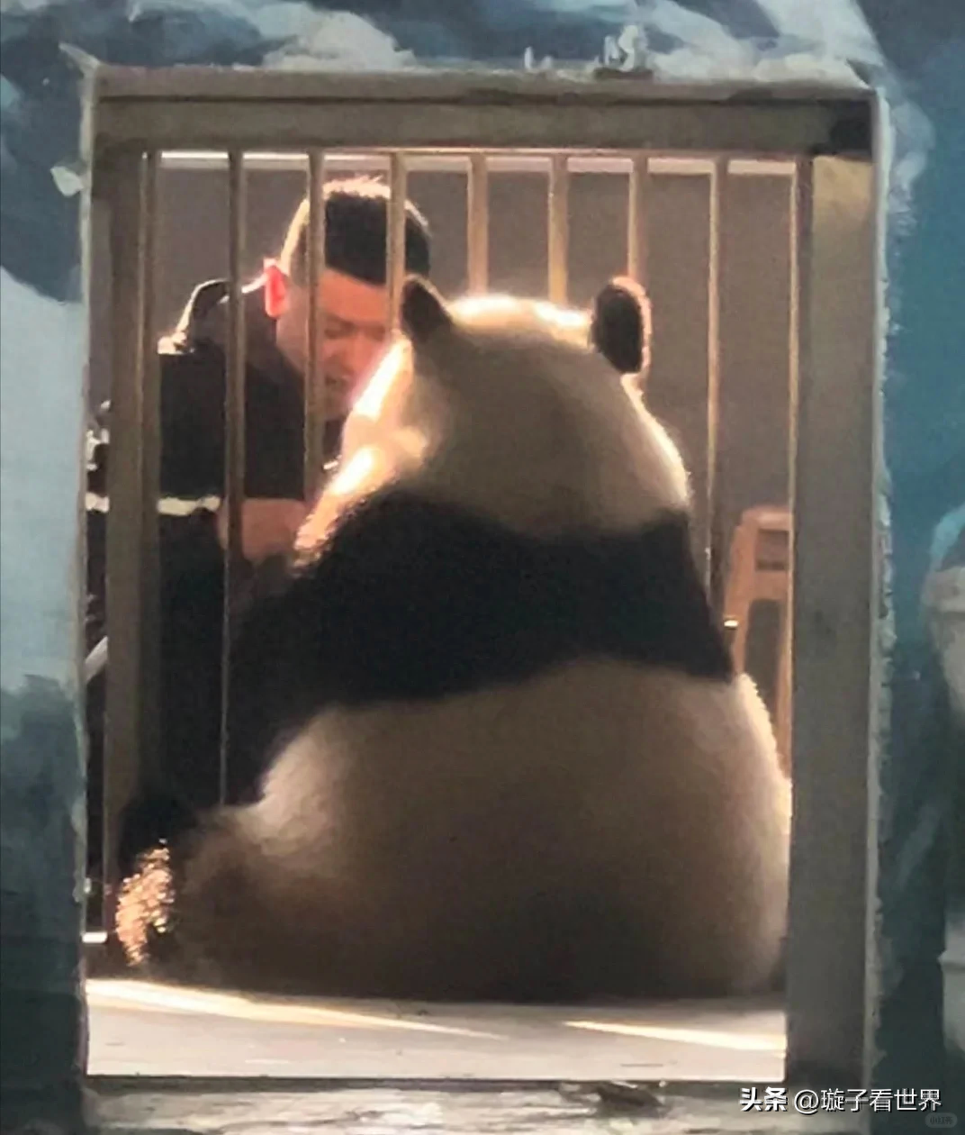 这只三岁小熊猫他在发光啊！原来的我们爱姐的小叔叔啊